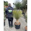 Yucca elata 130 cm