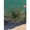 yucca elata 100 cm