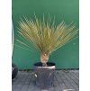 yucca elata 100 cm
