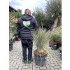 yucca elata 110 cm