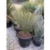 yucca elata 100 cm