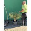 yucca elata 100 cm