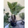 Trachycarpus wagnerianus, skupina