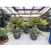 Cycas revoluta 200 cm,