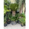 Cycas revoluta 200 cm,