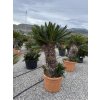 Cycas revoluta 180 cm,