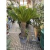 Cycas revoluta 200 cm,