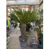 Cycas revoluta 200 cm,