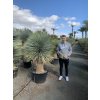 Yucca Rostrata. výška rostliny 135 cm+