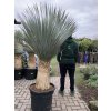 Yucca Rostrata. výška rostliny 135 cm+