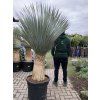 Yucca Rostrata. výška rostliny 150 cm+