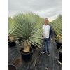 Yucca Rostrata. výška rostliny 140 cm+