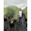 Yucca Rostrata. výška rostliny 150 cm+