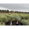 Yucca Rostrata. výška rostliny 135 cm+