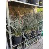 hesperaloe parviflora, -22°C, 50 cm