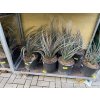 hesperaloe parviflora, -22°C, 70 cm