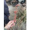 hesperaloe parviflora, -22°C, 70 cm