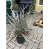 hesperaloe parviflora, -22°C, 70 cm