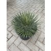 Agave multiFilifera,  40 cm