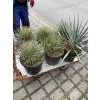 Agave multiFilifera,  40 cm