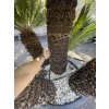 Cycas revoluta 300 cm, exemplář