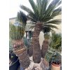 Cycas revoluta 300 cm, exemplář