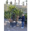 Cycas revoluta 300 cm, exemplář