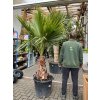 washingtonia robusta, 220 cm