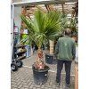 washingtonia robusta, 220 cm