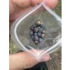 Trachycarpus fortunei semínka - 20 ks