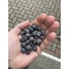 Trachycarpus fortunei semínka - 20 ks