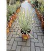 Yucca Rigida 50 cm