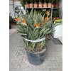 Strelitzia reginae 150 cm