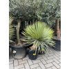 yucca thompsoniana 90 cm