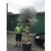 Yucca Rostrata Výška rostliny 220 cm