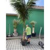 Howea forsteriana 350 cm