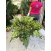 Philodendron 100 cm