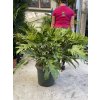 Philodendron 100 cm