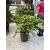 Philodendron 100 cm