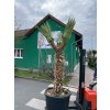 Yucca Madrensis 270 cm