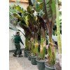Musa Maurellii 180 cm