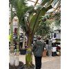 Musa Maurellii 180 cm