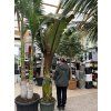 Musa Maurellii 180 cm
