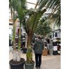 Musa Maurellii 200 cm