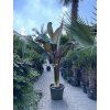Musa Maurellii 180 cm