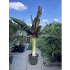 Musa Maurellii 200 cm