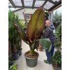 Musa Maurellii 240 cm