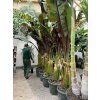 Musa Maurellii 180 cm