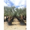 Bismarckia nobilis, Bismarckova palma, původ palmy Španělsko. 320 cm