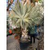 Bismarckia nobilis, 350 cm